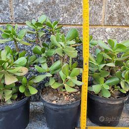 Crassula - Albero di Giada - Pianta Grassa