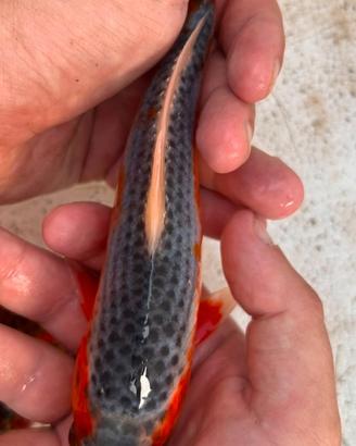 Carpe koi pesci carpa