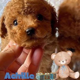 ACHILLE - BARBONCINO TOY RED CUCCIOLI pag rate