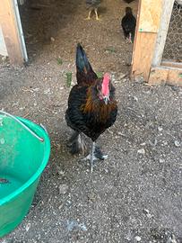 Galletto Marans