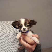 Spitz chihuahua toy