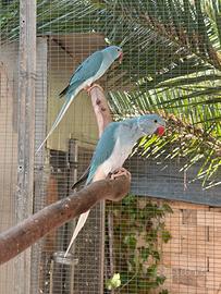 Parrocchetto dal collare