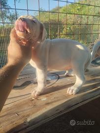 Dog argentino