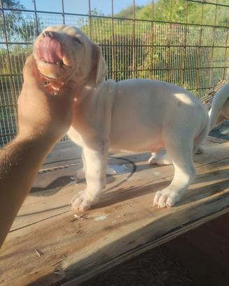 Dog argentino