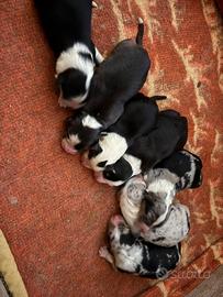Pastori australiani senza pedigree