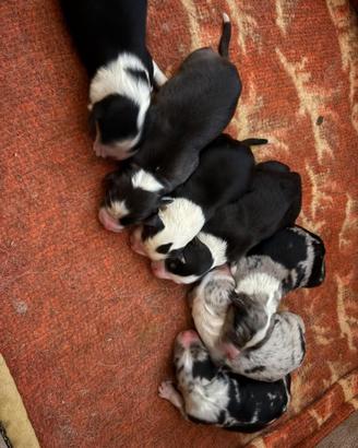 Pastori australiani senza pedigree
