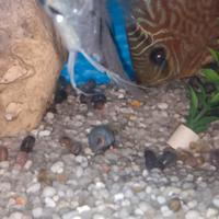 lumache plonorbarius