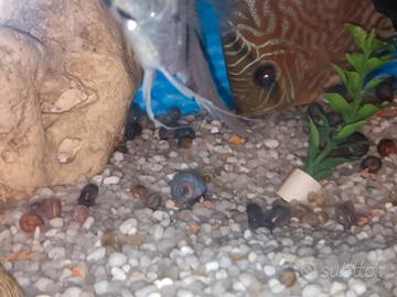 lumache plonorbarius