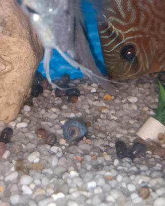 lumache plonorbarius