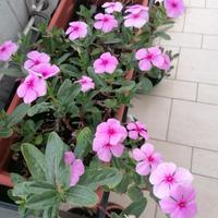 Pianta Vinca Rosea