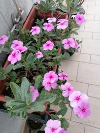 Pianta Vinca Rosea