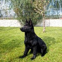 Cucciolo pastore tedesco nero