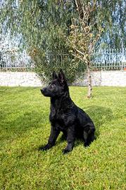Cucciolo pastore tedesco nero