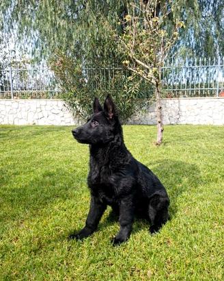 Cucciolo pastore tedesco nero