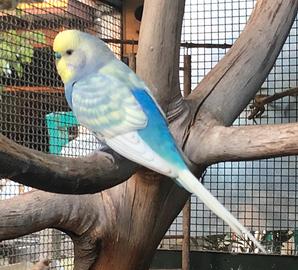 Coppia cocorite rainbow