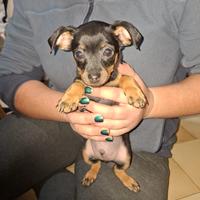 Cuccioli pinscher