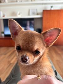 Chihuahua con Pedigree per monta