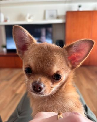Chihuahua con Pedigree per monta