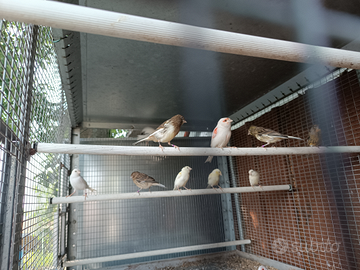 Pappagalli e canarini