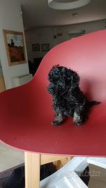 Cucciolo di barboncino mini toy