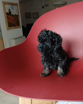 Cucciolo di barboncino mini toy