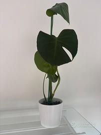 Monstera deliciosa