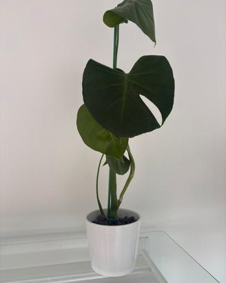Monstera deliciosa