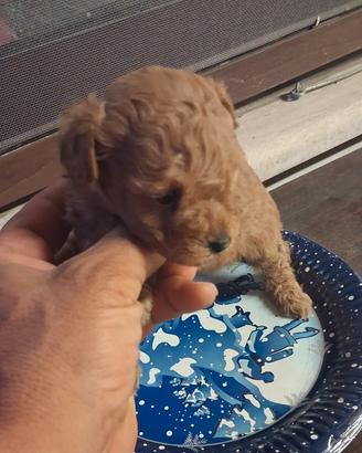 cuccioli di barboncino mini mini Toy da borsetta 