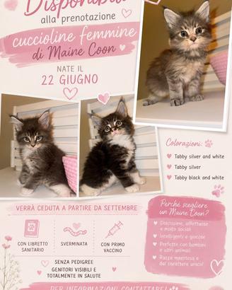Maine coon