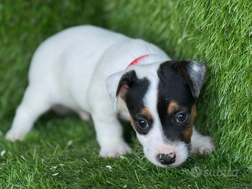 Jack Russell