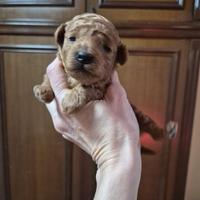 Cuccioli Barboncini Toy red pedigree ENCI