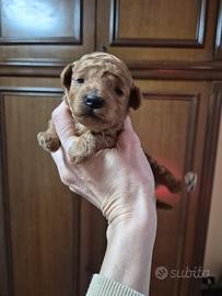 Cuccioli Barboncini Toy red pedigree ENCI