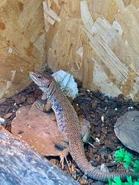 Timon lepidus cb 7/25