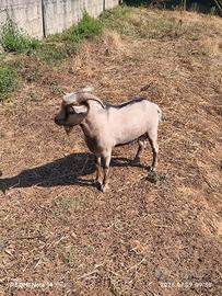 Maschio di capra nana