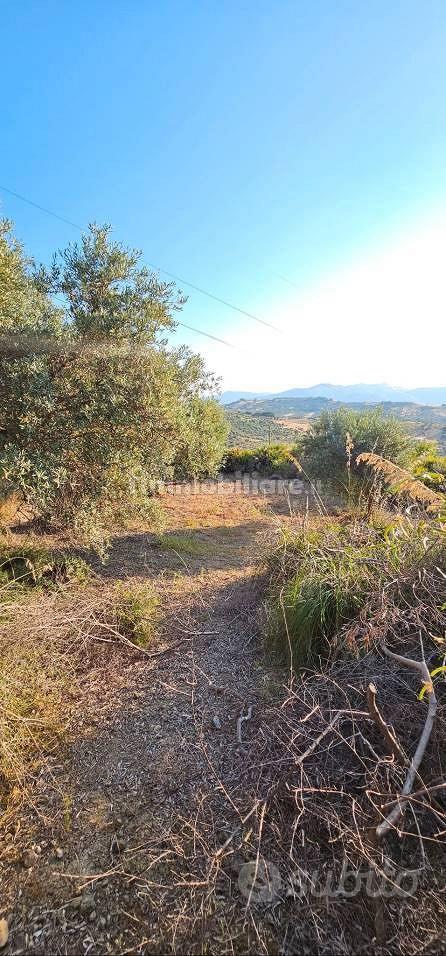 Terreno uliveto con possibilità edificatoria - Vista 5