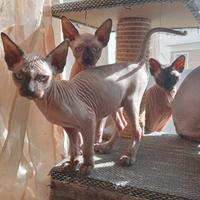 Ultimo cucciolo gatto sphynx