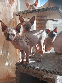 Ultimo cucciolo gatto sphynx