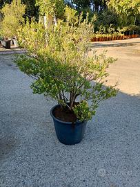piante di mirto in mastello 
