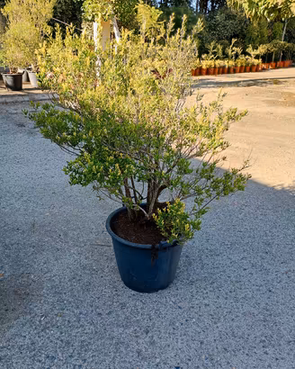 piante di mirto in mastello 