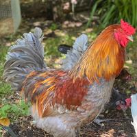 Olive Egger Gallo