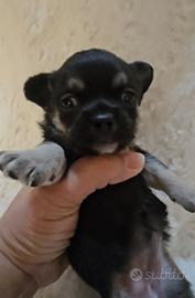 Chihuahua con pedigree Enci