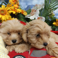 Belli - Simpatici-- Maltipoo--Cuccioli--Affettuosi