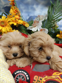 Belli - Simpatici-- Maltipoo--Cuccioli--Affettuosi