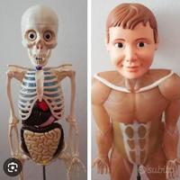 Il corpo umano