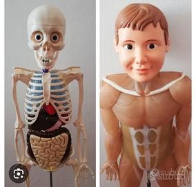 Il corpo umano