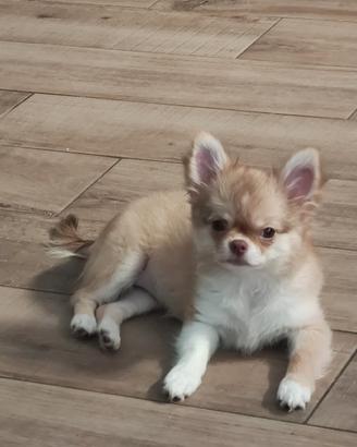 Chihuahua con pedigree