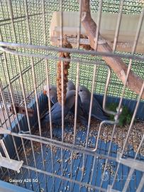 Inseparabili