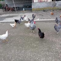 Galli e galline Amrock