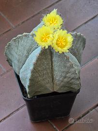 Astrophytum myriostigma
