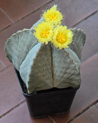 Astrophytum myriostigma